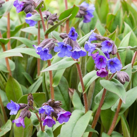 Miodunka wąskolistna Blue Ensign P11(1L)