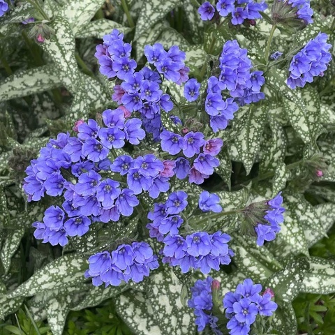 Miodunka wąskolistna Twinkle Toe P11(1L)