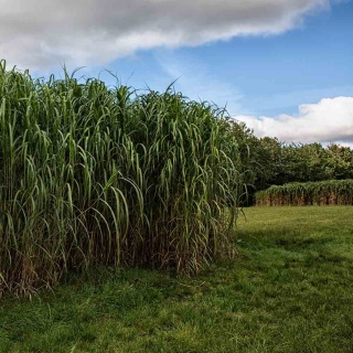 Miskant Giganteus 2L