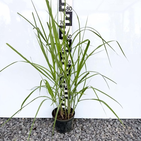 Miskant chiński Giganteus 3L