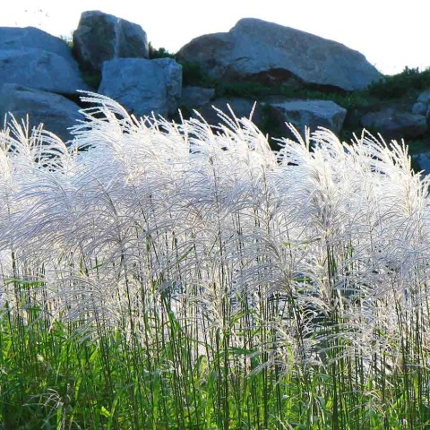 Miskant chiński Memory 2L