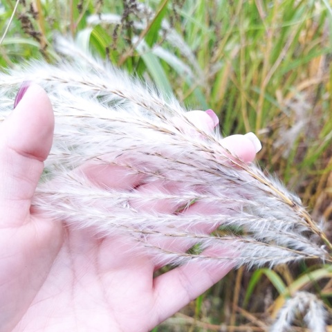 Miskant chiński Memory 2L