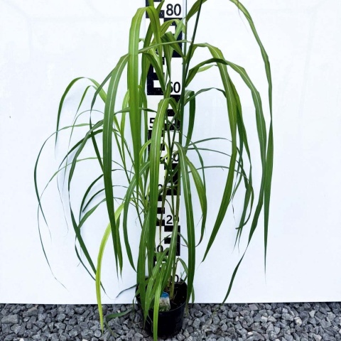 Miskant chiński Memory 2L