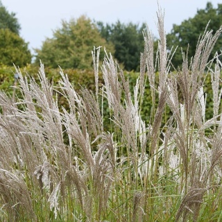 Miskant chiński Silberspinne 1L