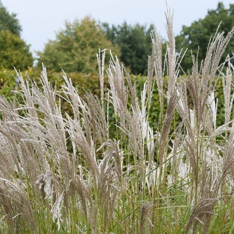 Miskant chiński Silberspinne 1L