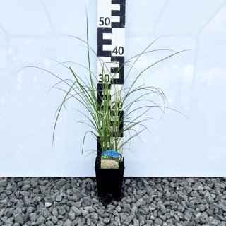 Miskant chiński Silberspinne 1L