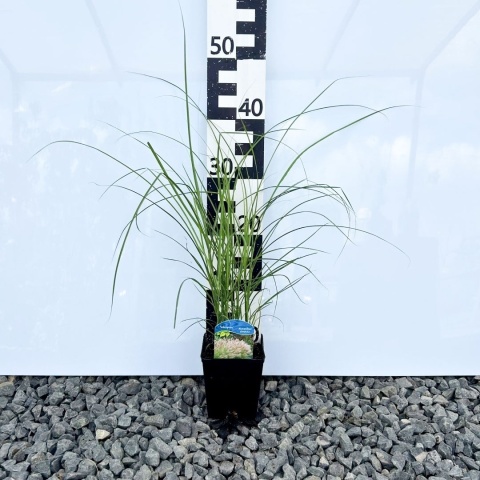 Miskant chiński Silberspinne 1L