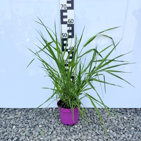 Mozga trzcinowata 3L