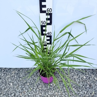 Mozga trzcinowata 3L