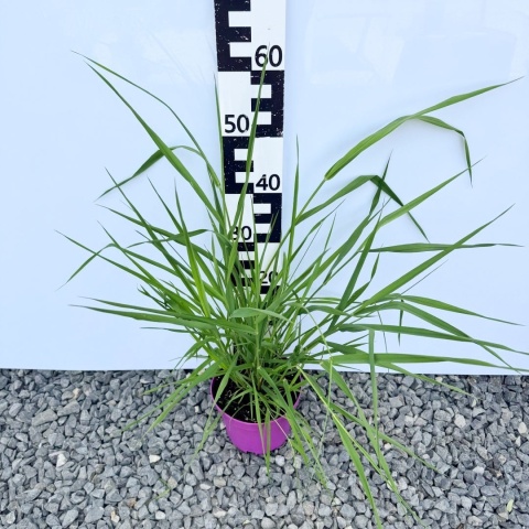 Mozga trzcinowata 3L