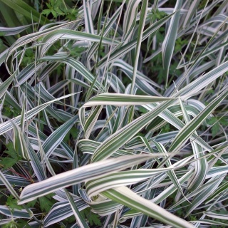 Mozga trzcinowata Variegata 5L