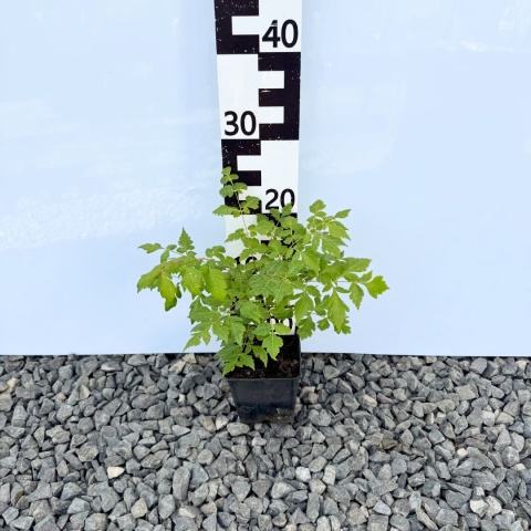 Mydleniec wiechowaty P11(1L)