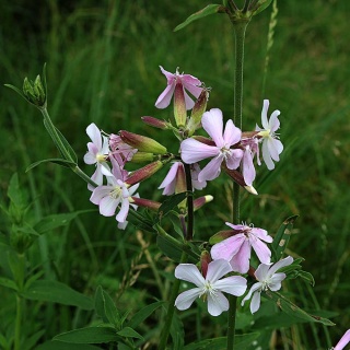 Mydlnica lekarska P9(0,5L)