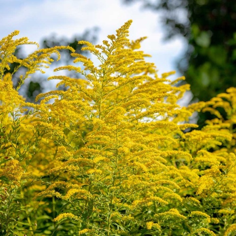 Nawłoć sercowata Golden Fleece P11(1L)