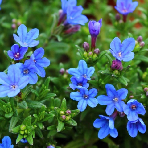 Nawrot rozpierzchły Heavenly Blue P11(1L)