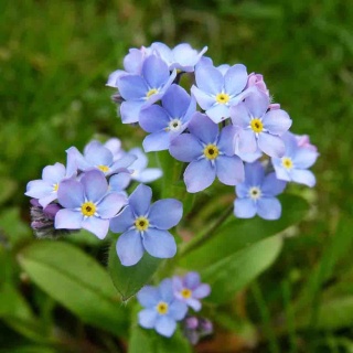 Niezapominajka błotna 2L