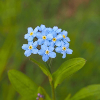 Niezapominajka błotna P9(0,5L)