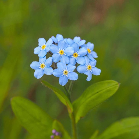 Niezapominajka błotna P9(0,5L)