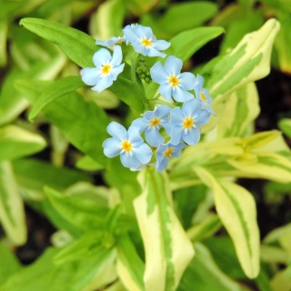 Niezapominajka błotna Variegata P9(0,5L)