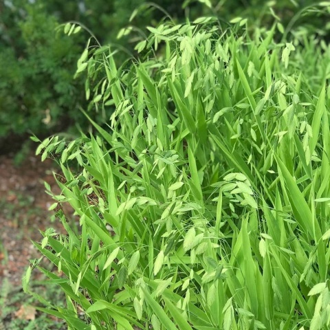 Obiedka szerokolistna 5L