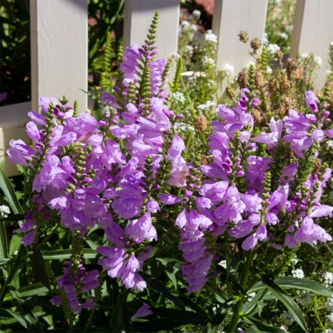 Odętka wirginijska Miss Manners 2L