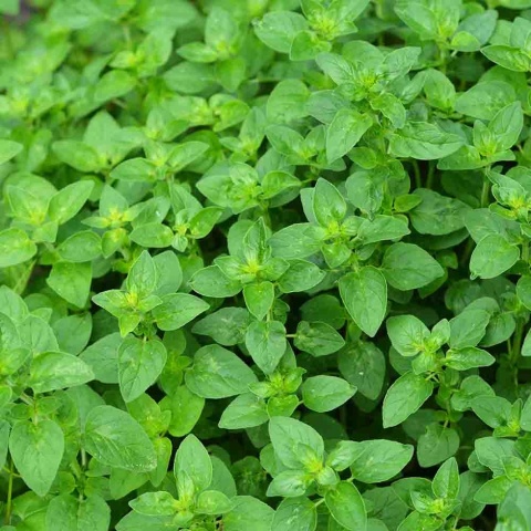 Oregano/Lebiodka pospolita P11(1L)