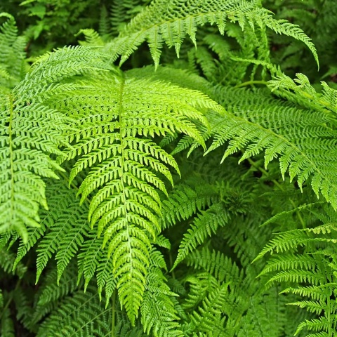 Orlica pospolita P11(1L)