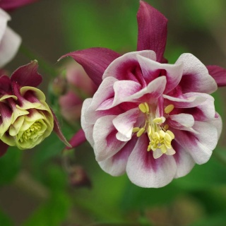 Orlik pospolity Winky Red White Double 1L