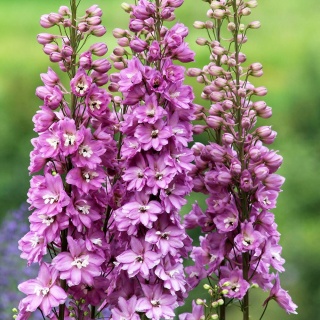 Ostróżka Astolat 2L