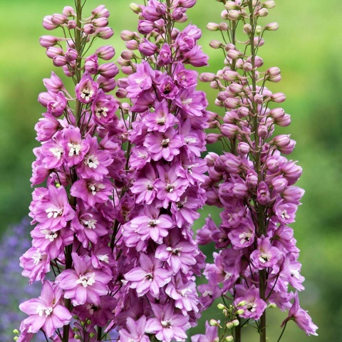 Ostróżka Astolat 2L