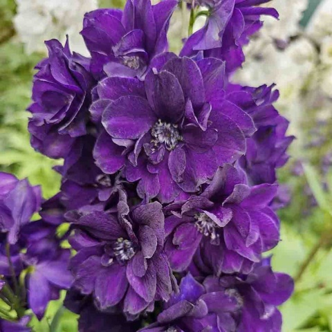 Ostróżka Black Knight 2L