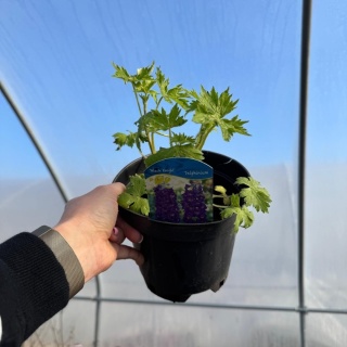 Ostróżka Black Knight 2L