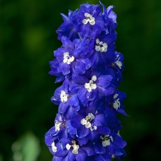 Ostróżka Delphinity Blue 2L