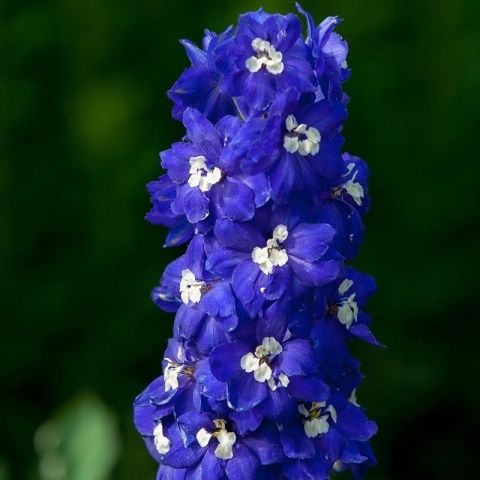 Ostróżka Delphinity Blue 2L