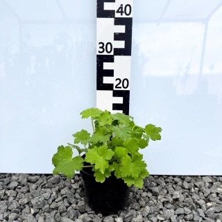 Ostróżka Delphinity Blue 2L