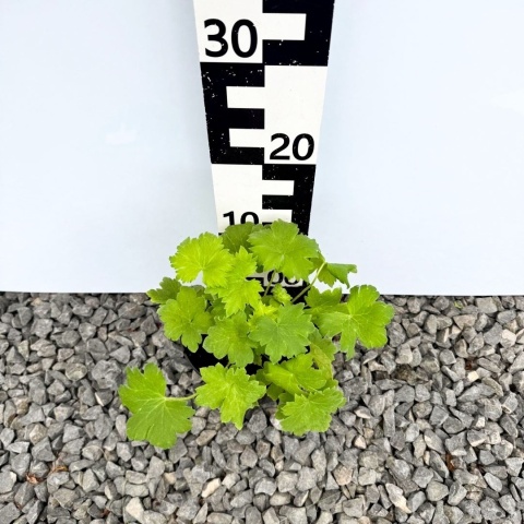 Ostróżka Delphinity Blue 2L