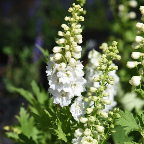 Ostróżka Magic Fountain Pure White 2L