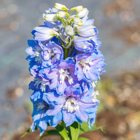 Ostróżka Magic Fountain Sky Blue White Bee 2L