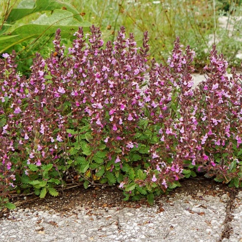 Ożanka właściwa P11(1L)