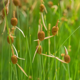 Pałka drobna P9(0,5L)