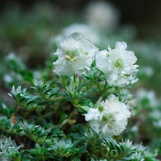 Paronychia macierzankolistna P9(0,5L)