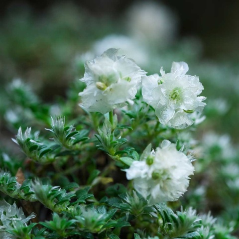 Paronychia macierzankolistna P9(0,5L)