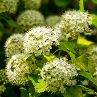 Pęcherznica Nugget 2L