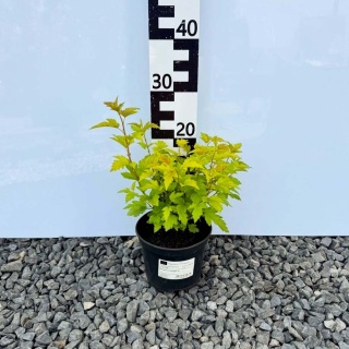 Pęcherznica Nugget 2L