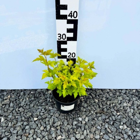 Pęcherznica Nugget 2L