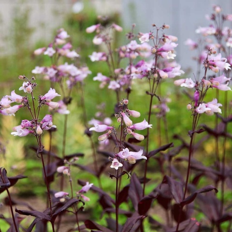 Penstemon naparstnicowaty Dark Towers P11(1L)