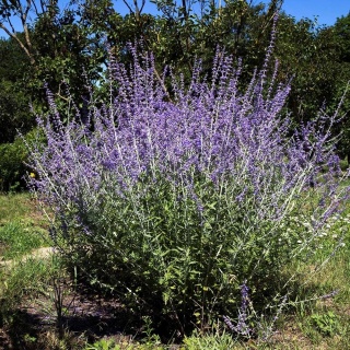 Perovskia Russian Sage P11(1L)