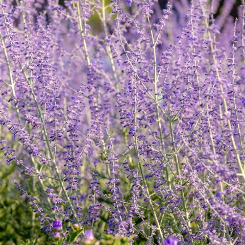 Perowskia łobodolistna Bluesette P11(1L)