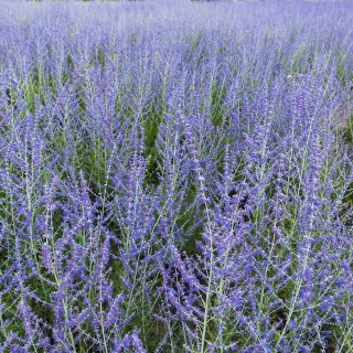 Perowskia łobodolistna Lacey Blue P11(1L)