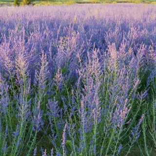 Perowskia łobodolistna P11(1L)